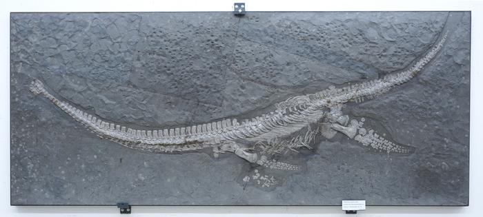 Plesionectes skeleton at the Staatliches Museum für Naturkunde Stuttgart