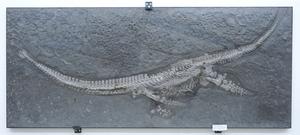 Plesionectes skeleton at the Staatliches Museum für Naturkunde Stuttgart