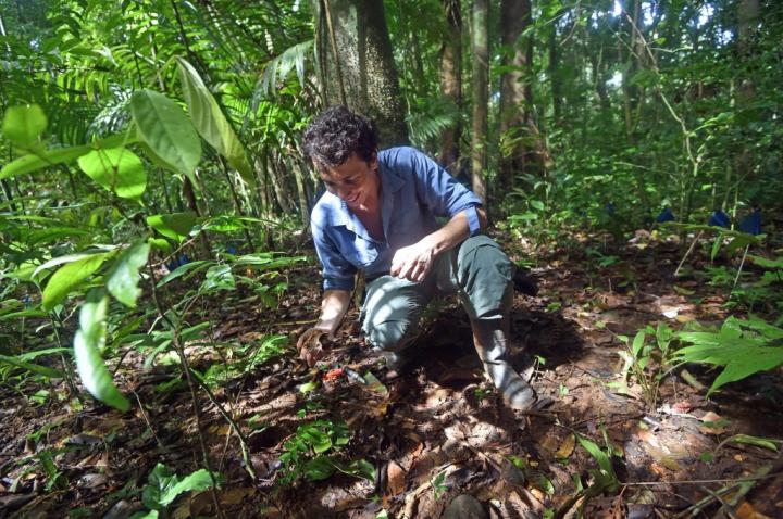 Paul-Camilo Zalamea, Smithsonian Tropical Research Institute 