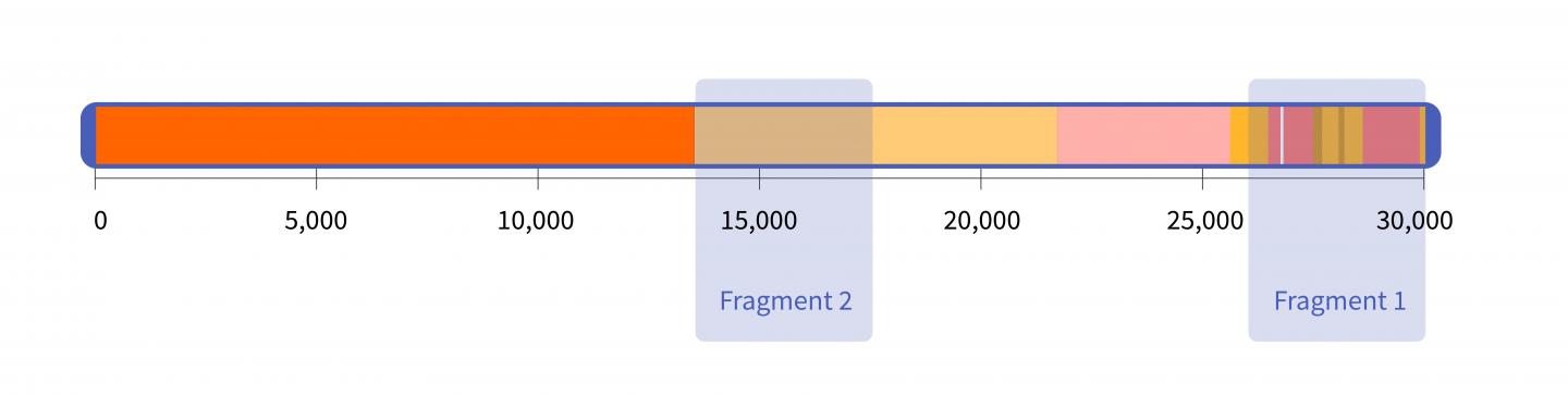 The Synthetic Viral RNA Fragments from NIST