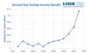 Virginia Bay Scallop Survey Results