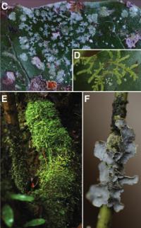 <i>Amborella epiphytes</i>