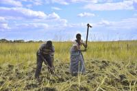 Farmers Preparing Fields in the Barotse Floodplain