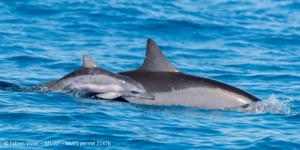 Spinner Dolphins
