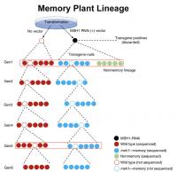 inheritance chartg