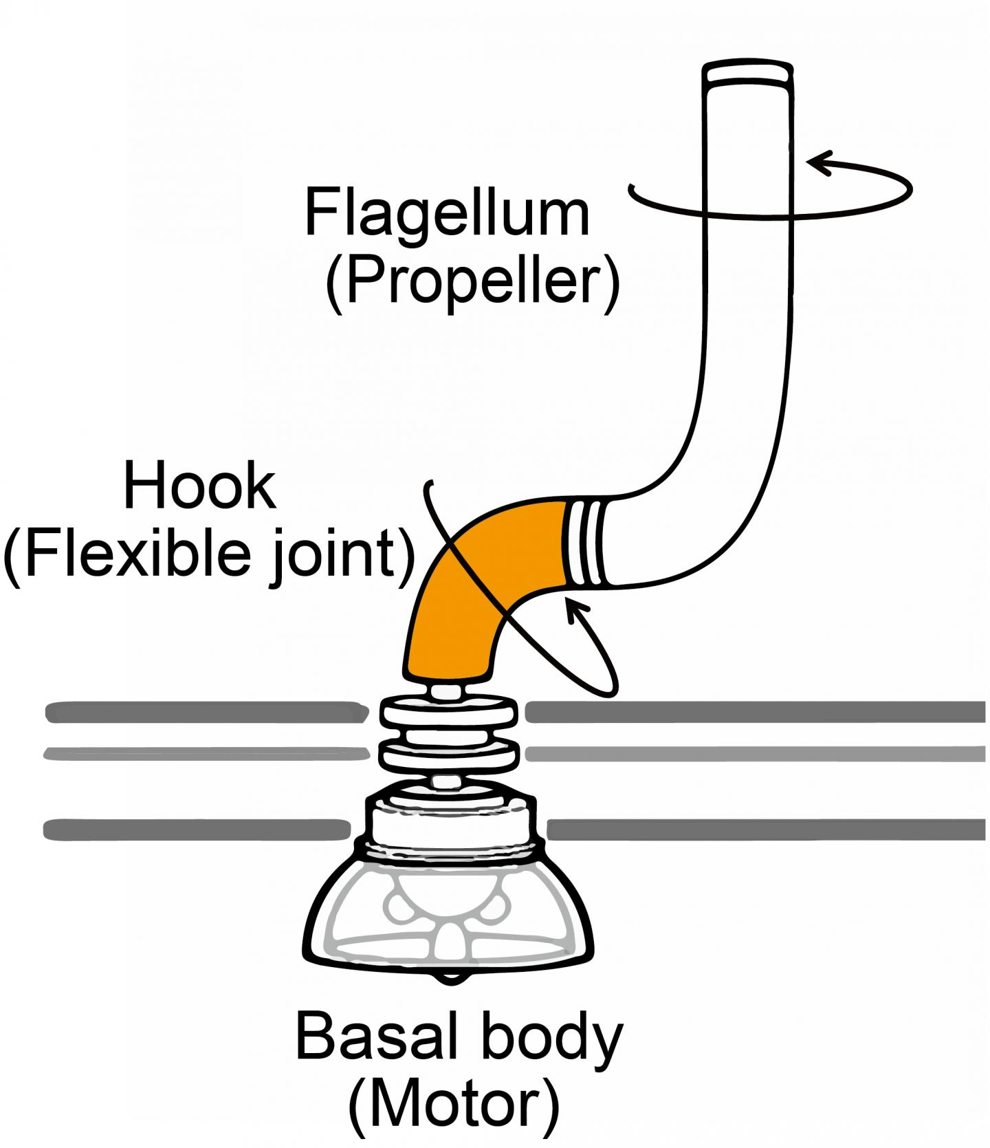 The Bacterial Flagellum