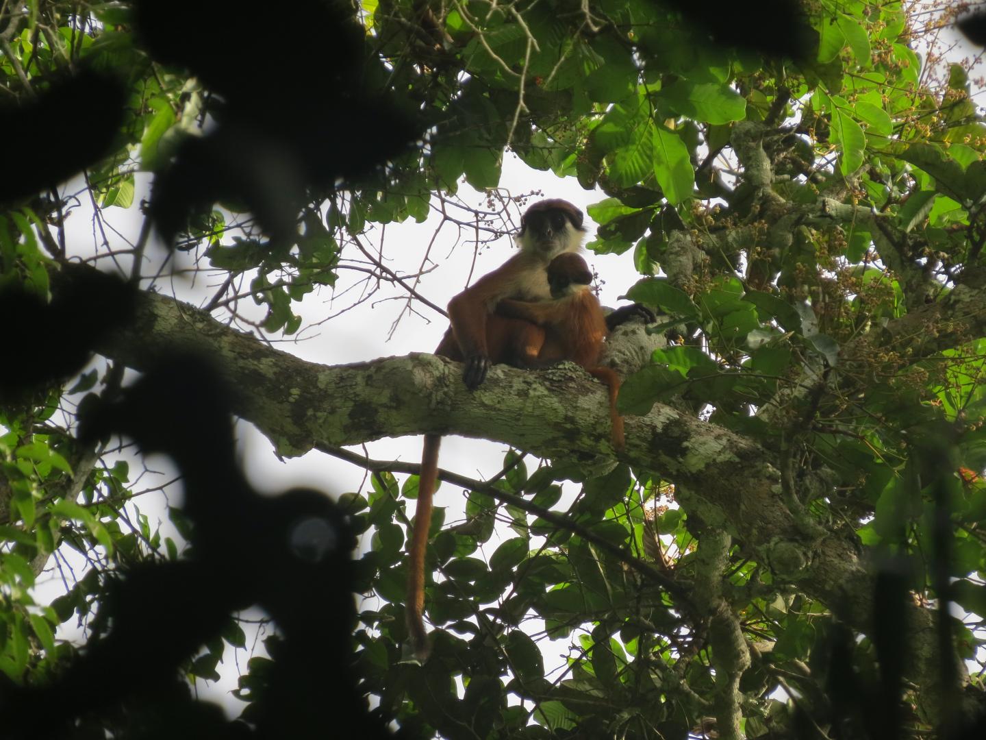 Bouvier's Red Colobus