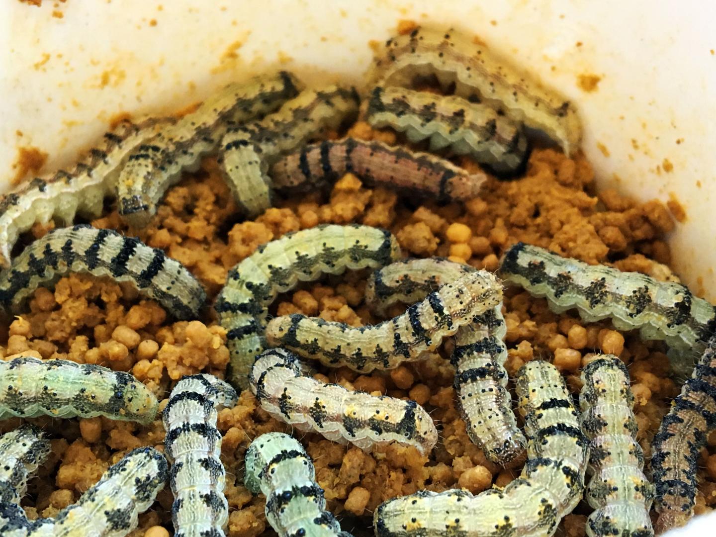 Moth Caterpillars