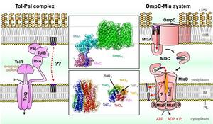 Mechanisms for bacterial lipid transport