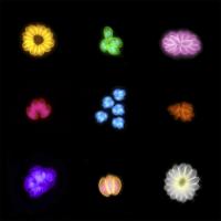 Toxoplasma parasites within cells