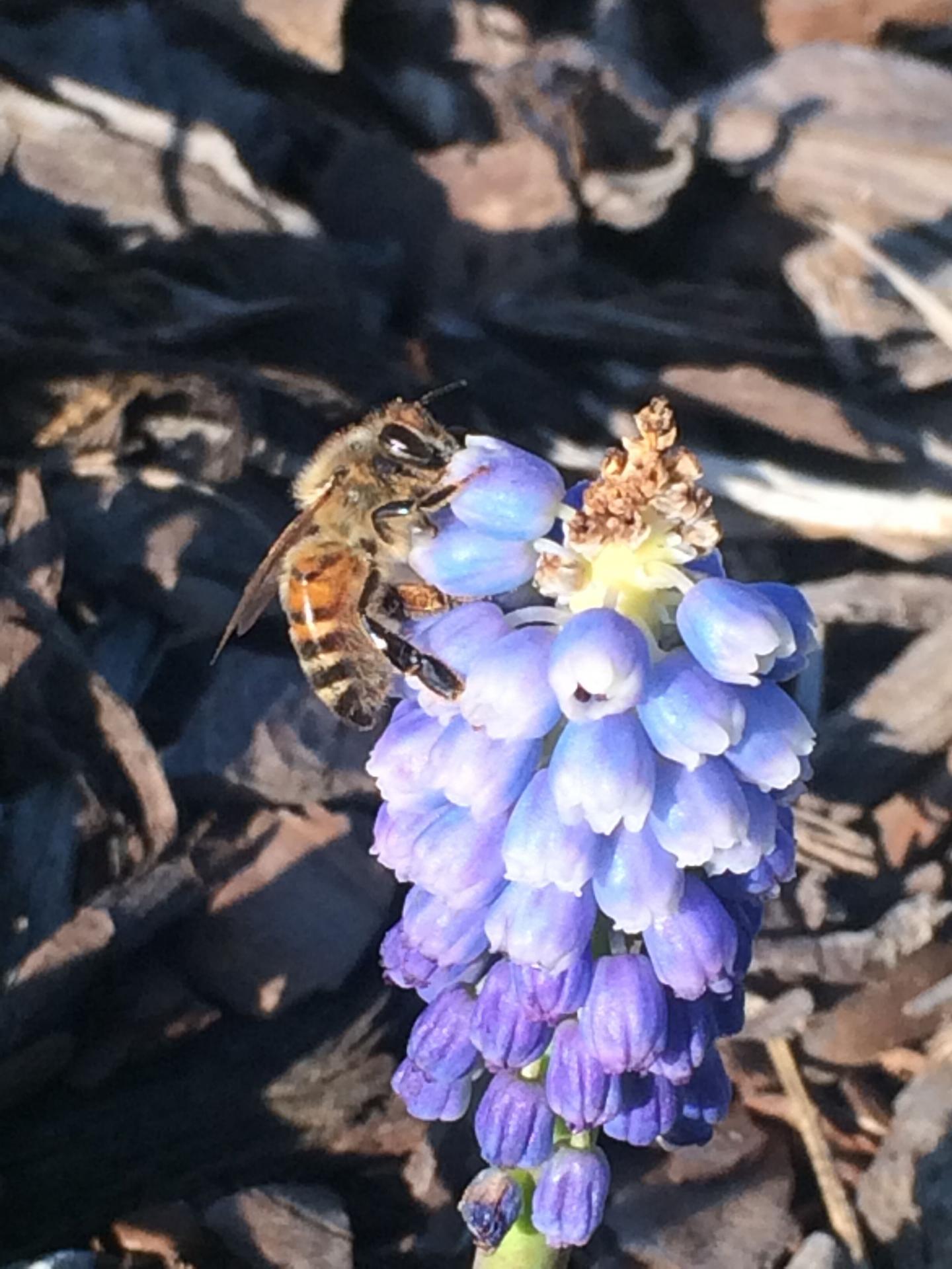 Honey Bee on Grape Hyacinth