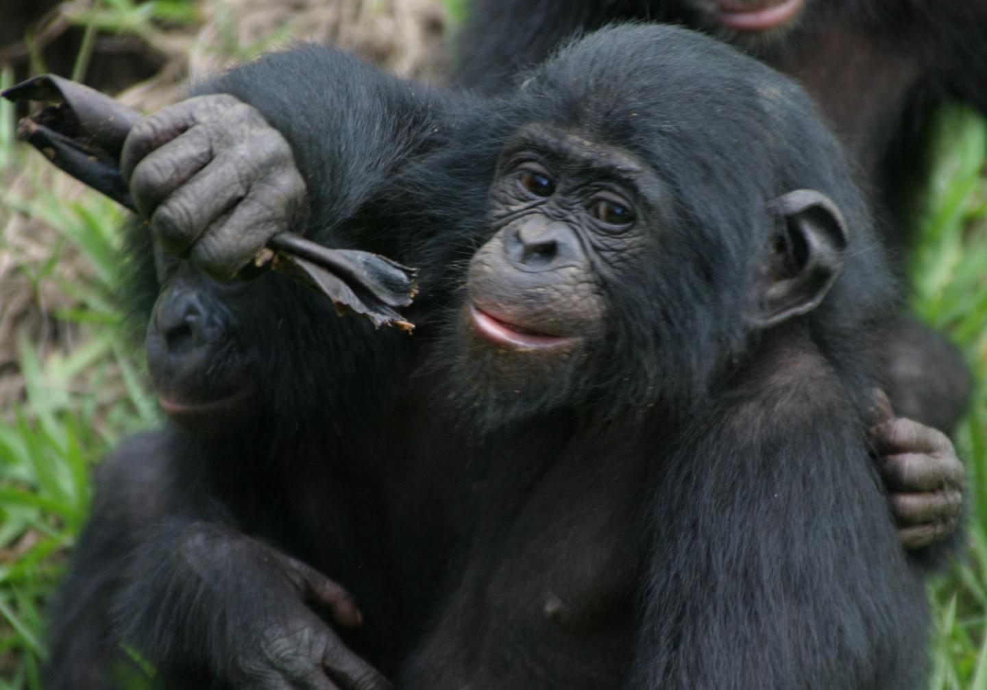 Bonobos