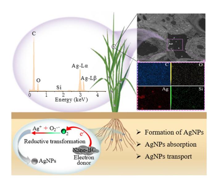 Insight into the crucial role of nano-biochar in the natural formation and bioaccumulation of silver nanoparticles in the rhizosphere by single-particle ICP-MS