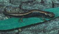 A Juvenile <i>Thorius narisovalis</i>