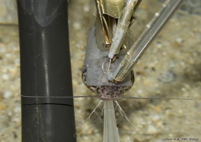 AEP Catfish