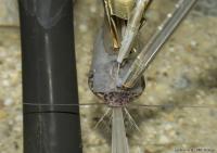 AEP Catfish
