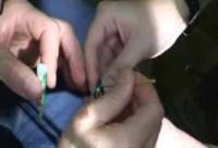 Release of Orchid Bee Carrying Transmitter