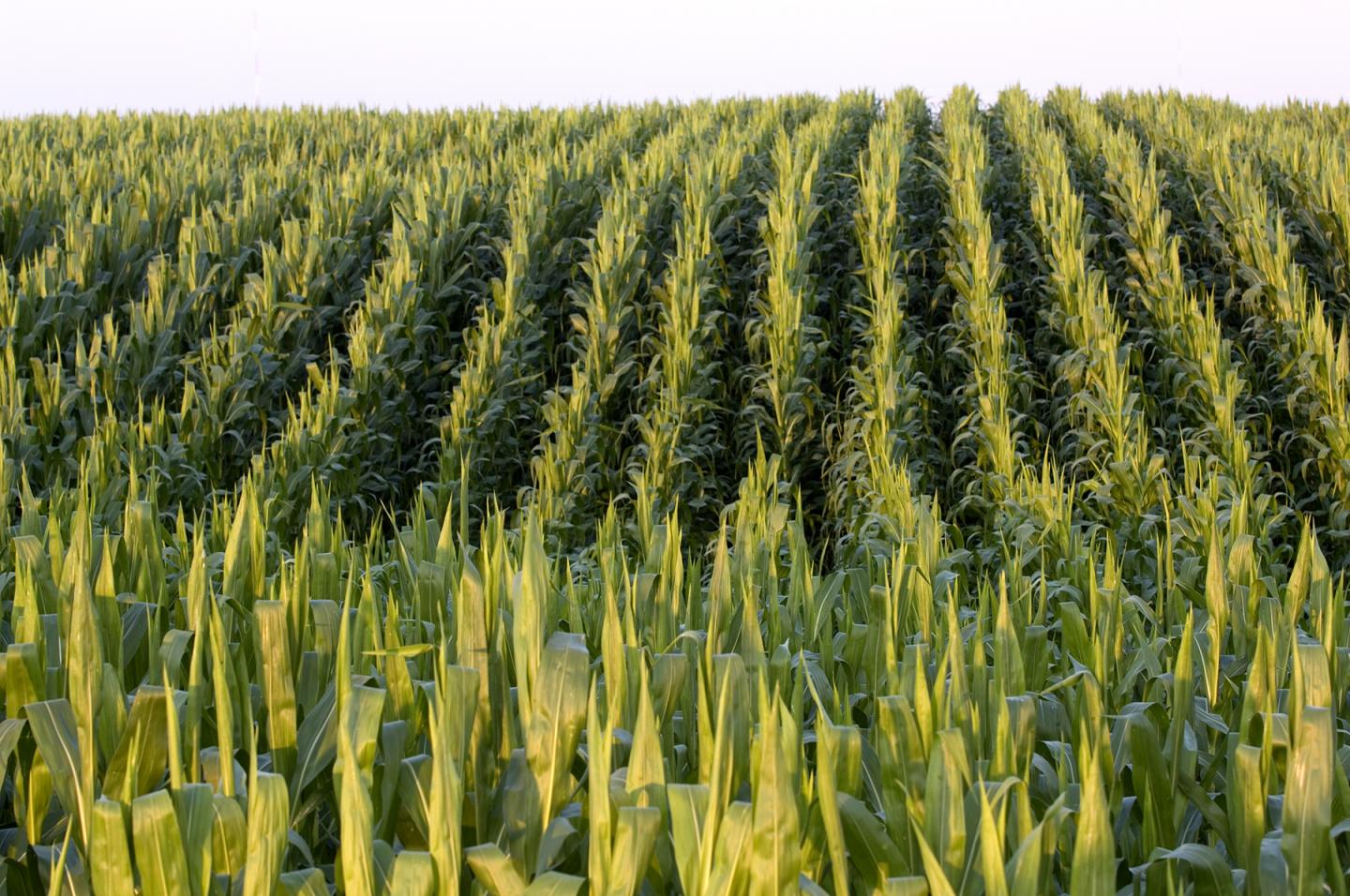 Corn