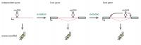 Evolution of SnoRNA Genes and Function
