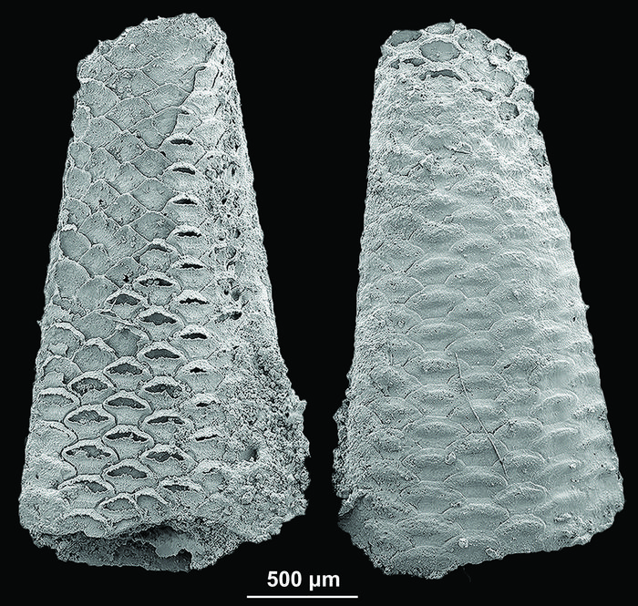The early Cambrian bryozoan Protomelission gatehousei