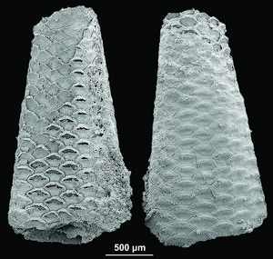 The early Cambrian bryozoan Protomelission gatehousei