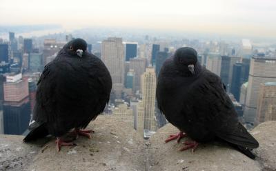 Rock Pigeon