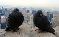 Rock Pigeon