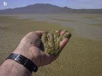 Algae 2