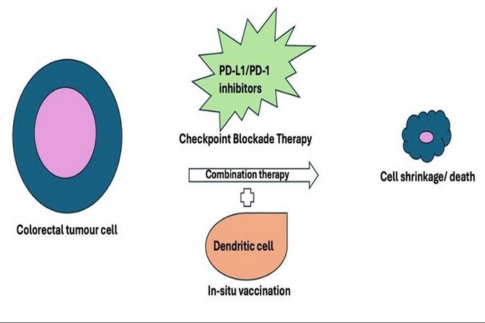 Colorectal tumour cells can be targeted using a combination treatment strategy involving in situ vaccination and Checkpoint Blockade Therapy. This dual approach enhances anti-tumour immune responses and leads to tumor cell shrinkage or death.