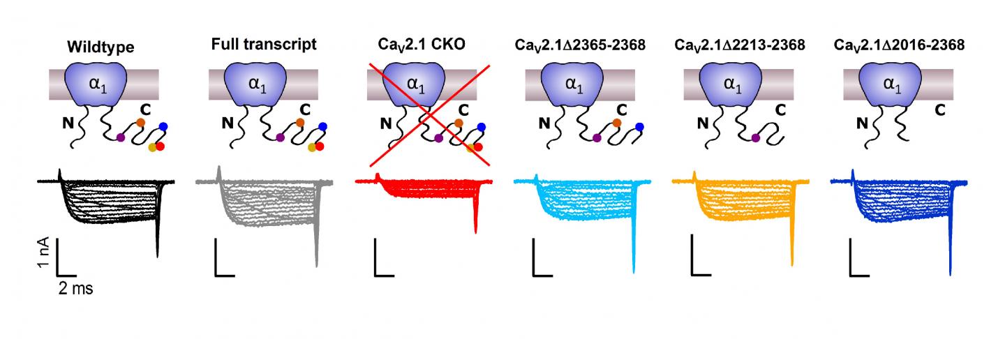 C-terminal Deletions in CaV2.1 Do Not Affect CaV2 Abundance at the Presynaptic Terminal