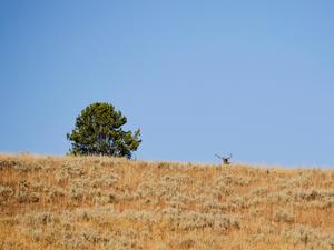 Yellowstone Elk