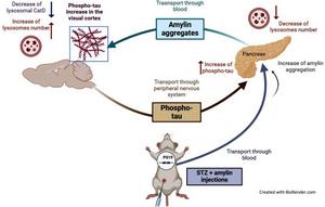 Graphical summary of the possible connection between amylin and tau pathology in the brain and pancreas of diabetic PS19 mice.