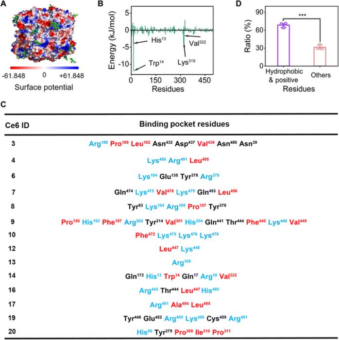 Figure 3. Binding site analysis of CAT-Ce6