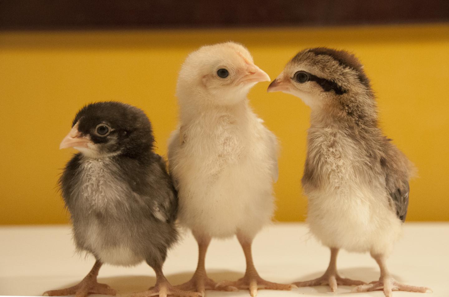 Chicken Red Junglefowl hybrids