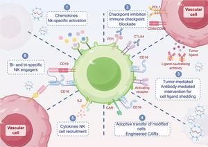 miRNA-loaded extracellular vesicles (EVs) can be produced directly by T cells upon engagement with vascular cells