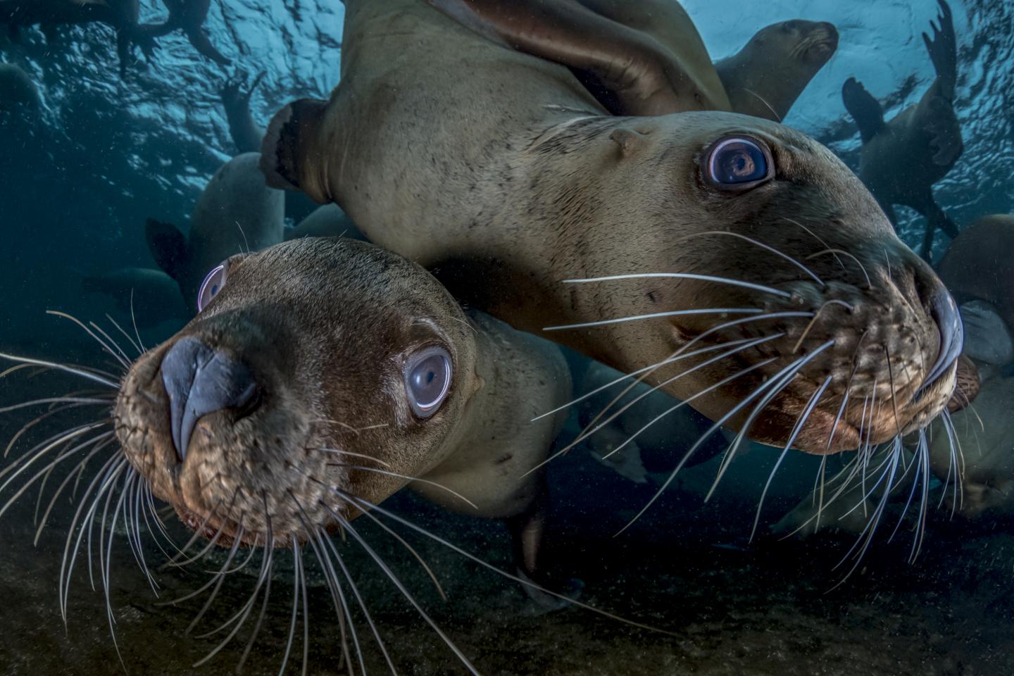 Stellar Sea Lions