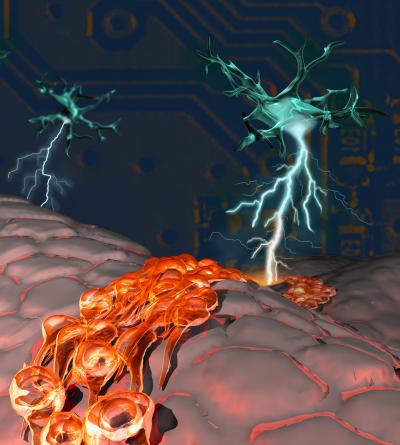 Adult Subependymal Neurogenic Niche