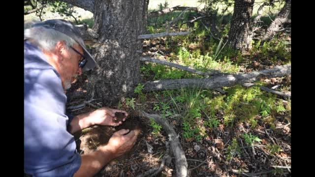 Four Corners Potato: Conserving an ancient food from Escalante, Utah