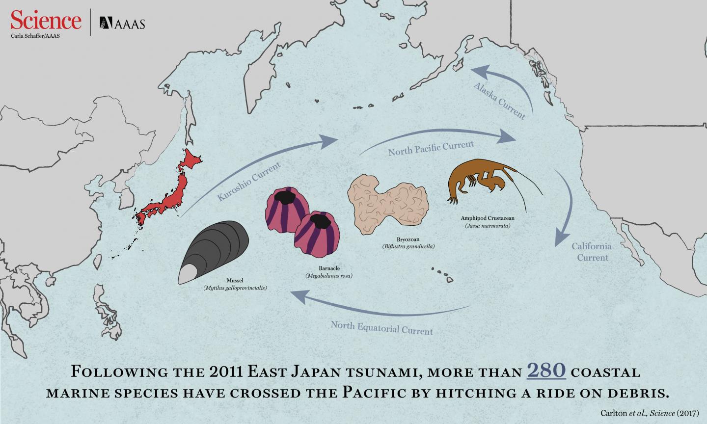 How One Tsunami and Lots of Manmade Debris are Triggering a Mass Marine Migration