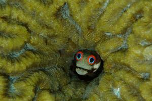 A secretary blenny (Acanthemble maria) from Panama.
