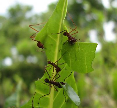 With Help from Bacteria, Ants Fix Nitrogen (4 of 5)