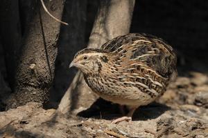 Japanese quail. Credit Dennis Hansen