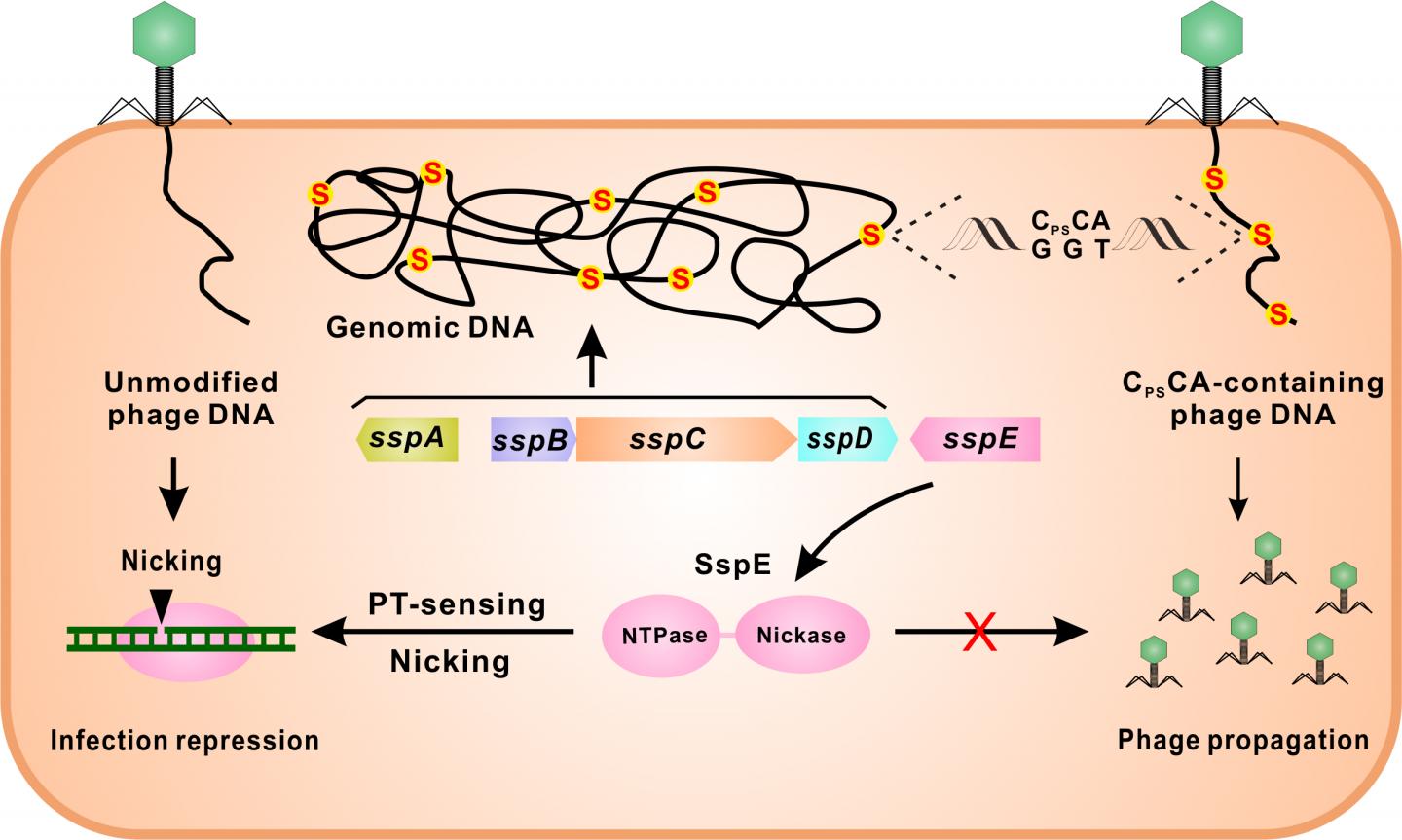Ssp System