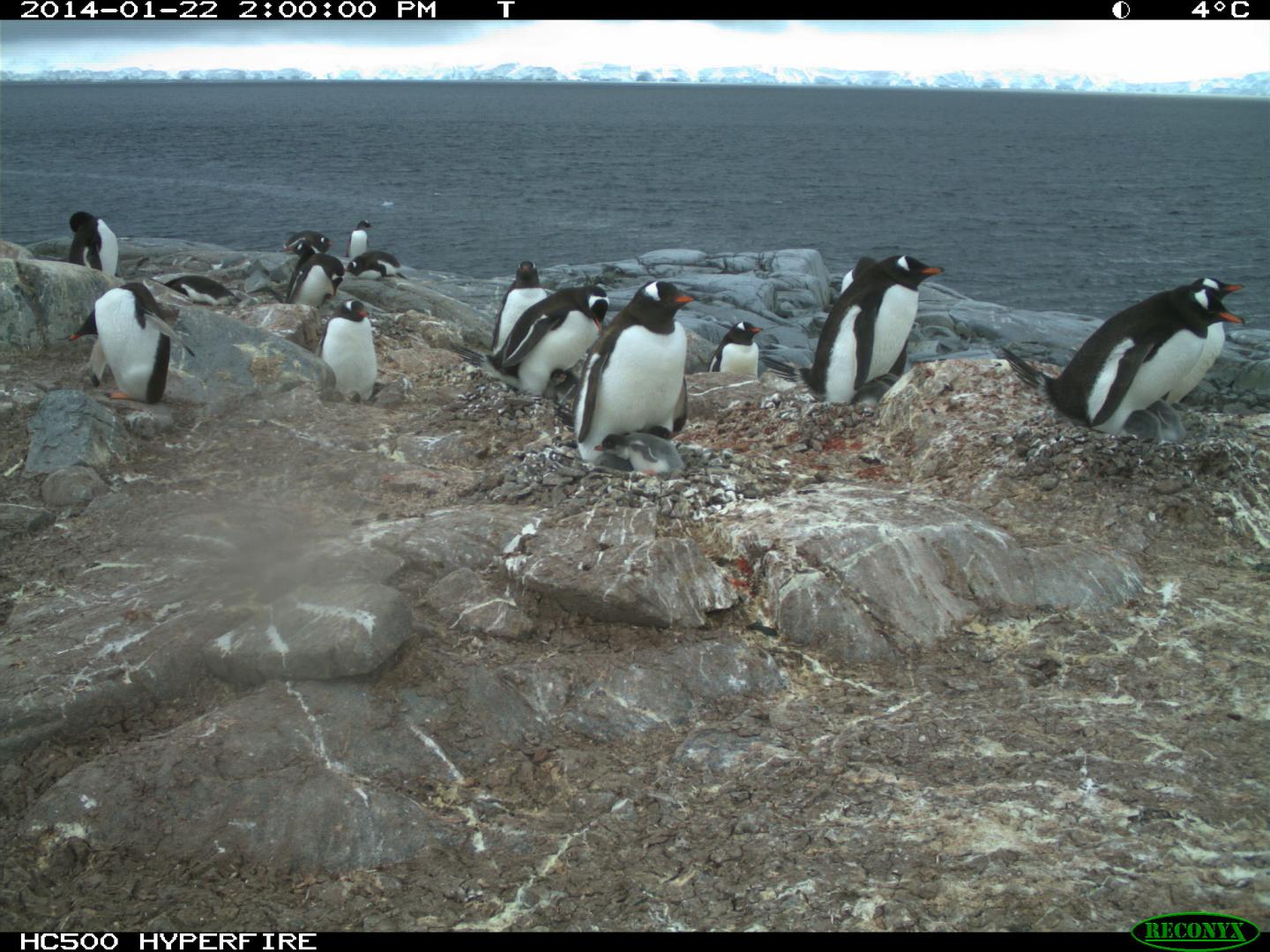 Gentoo Penguins