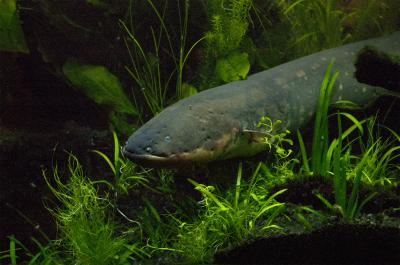Eel