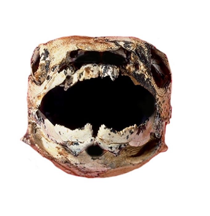 Fossil fish