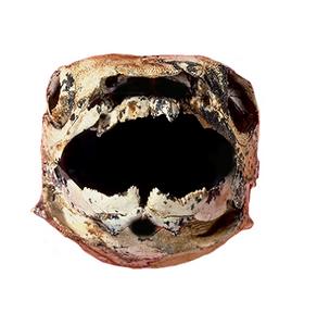 Fossil fish
