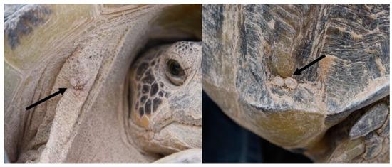Bolson tortoise