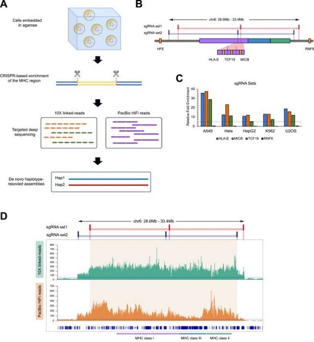 Targeted enrichment of the MHC region of tumor cell lines.