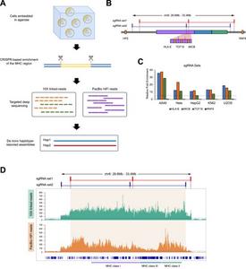 Targeted enrichment of the MHC region of tumor cell lines.
